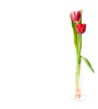 Tulpen